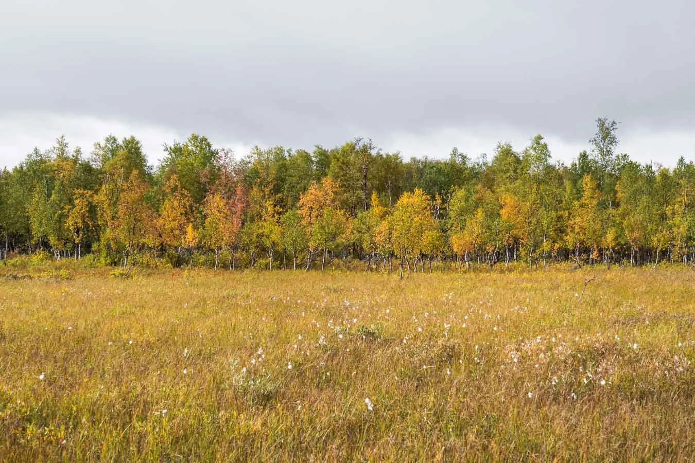 trail-kungsleden-abiskojaure-golden-birch-foliage-abisko-national-park-lapland-sweden-2.jpg