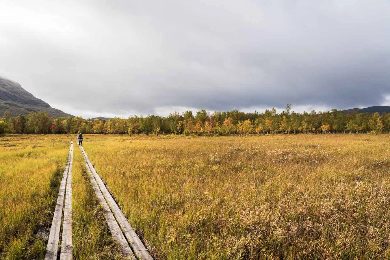  Golden birch foliage and grasses lining the trails in late summer/autumn. 