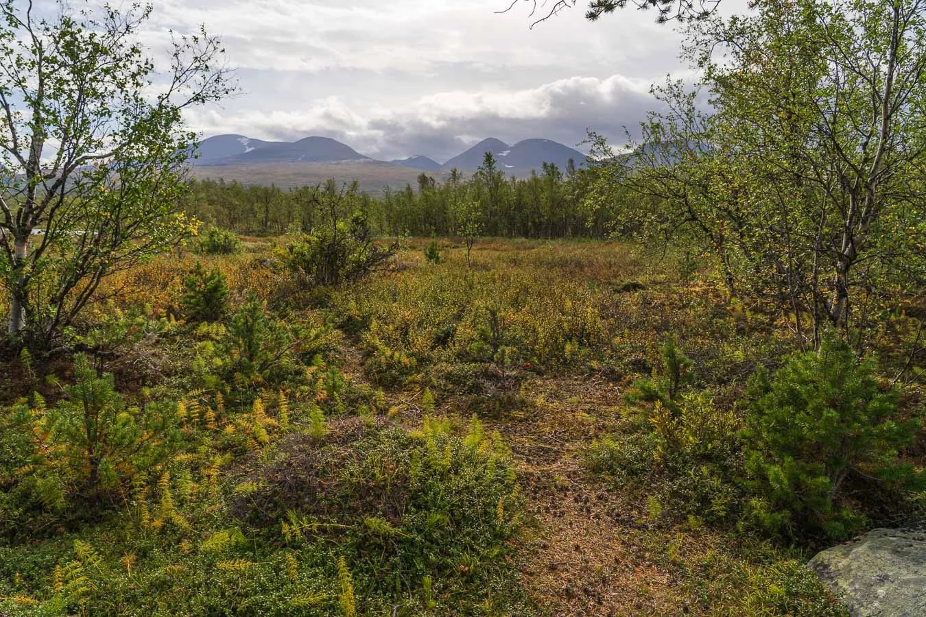 Njullá-nature trail-abisko-national-park-lapland-sweden.jpg