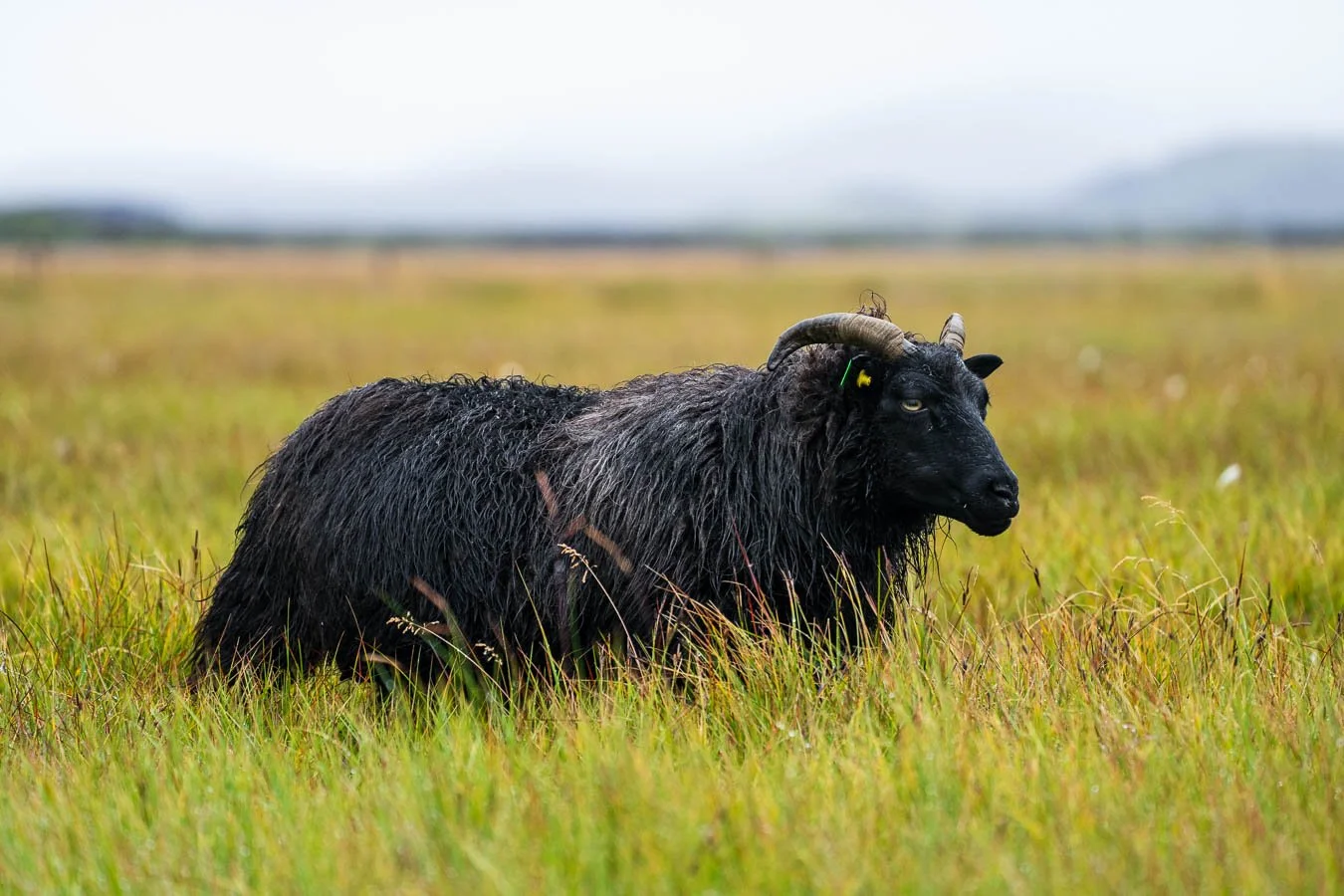 Landmannalaugar_area_ campsite_Laugavegur_Trail_Highlands_Iceland-visual-travel-guide-blog.jpg