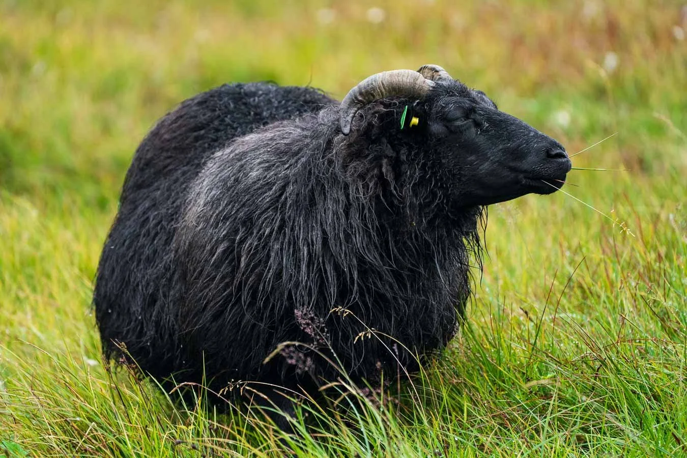 Landmannalaugar_area_ campsite_Laugavegur_Trail_Highlands_Iceland-visual-travel-guide-blog-2.jpg