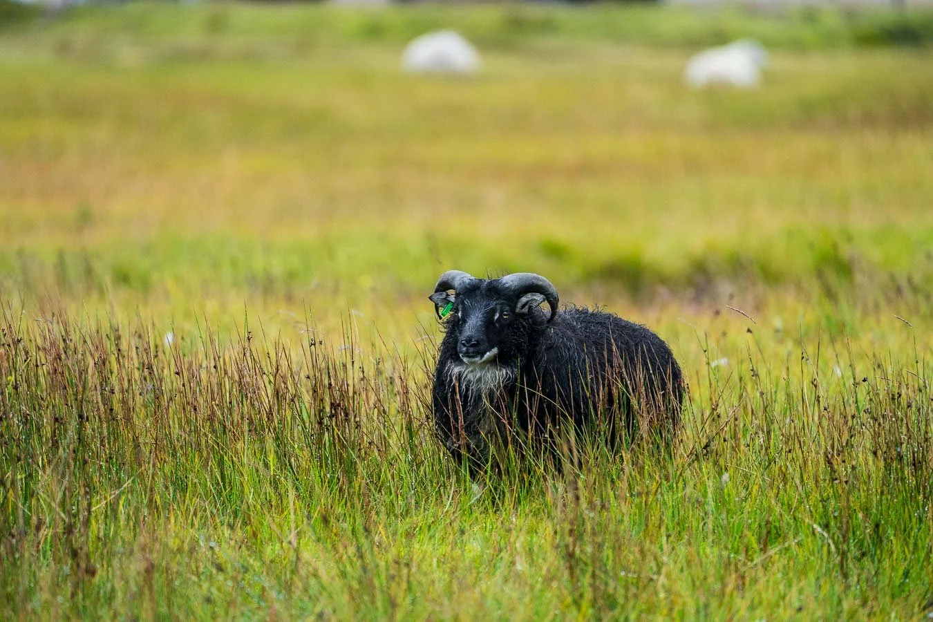 Landmannalaugar_area_ campsite_Laugavegur_Trail_Highlands_Iceland-visual-travel-guide-blog-3.jpg