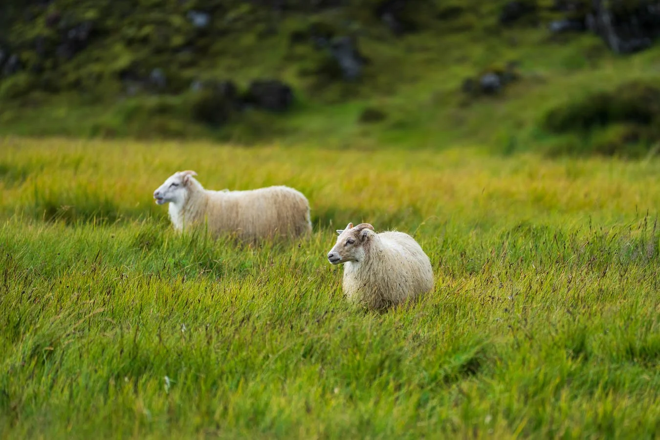 Landmannalaugar_area_ campsite_Laugavegur_Trail_Highlands_Iceland-visual-travel-guide-blog-4.jpg