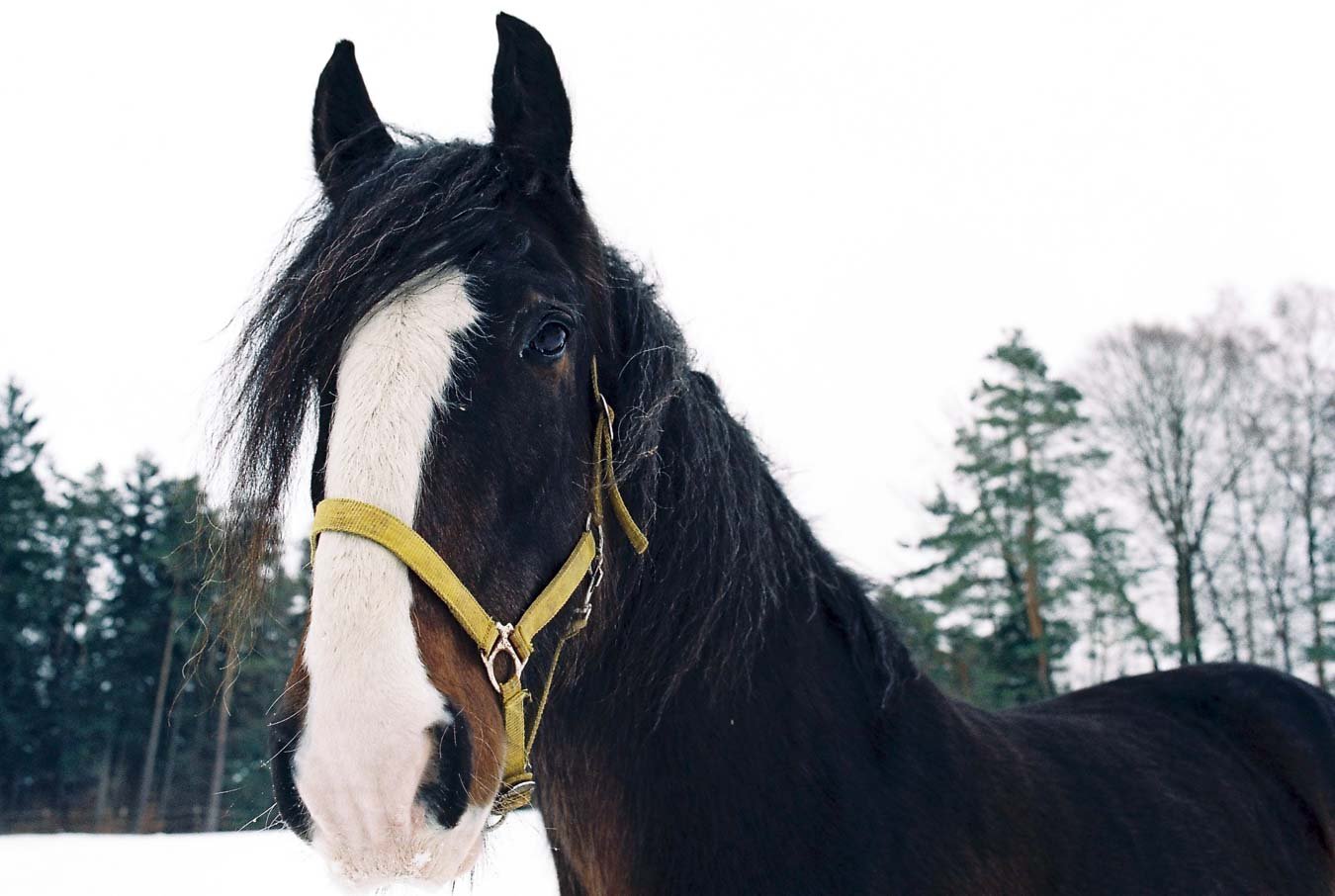 ▴ Curios Stallion (Vision3 500T) 