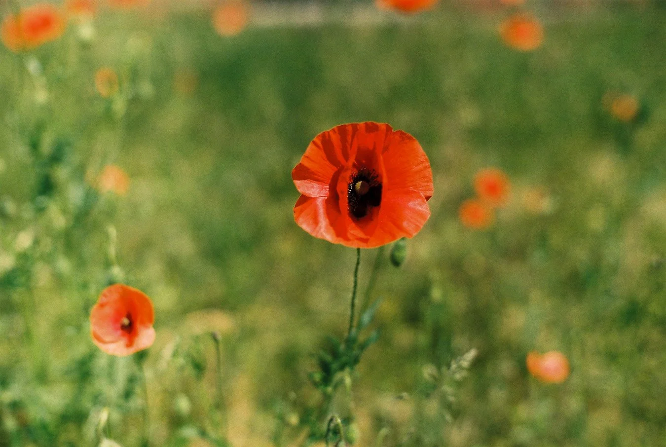 ▴ Poppy Flowers (Portra 400)