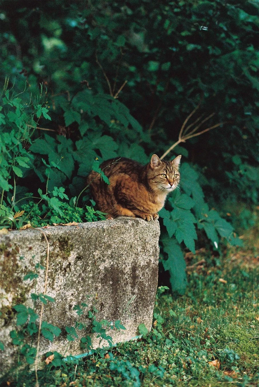 ▴ Vigilant Tomcat (Portra 400) 