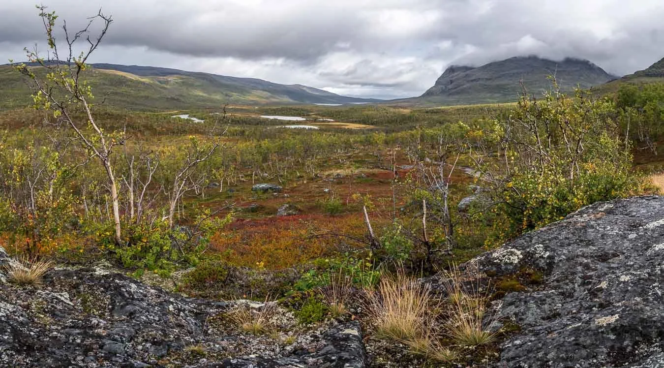 Elevated view of Abisko National Park in Swedish Lapland, showing golden autumn birch trees and shrubs in the foreground with Lake Abiskojaure and surrounding mountains in the distance near STF Abiskojaure.