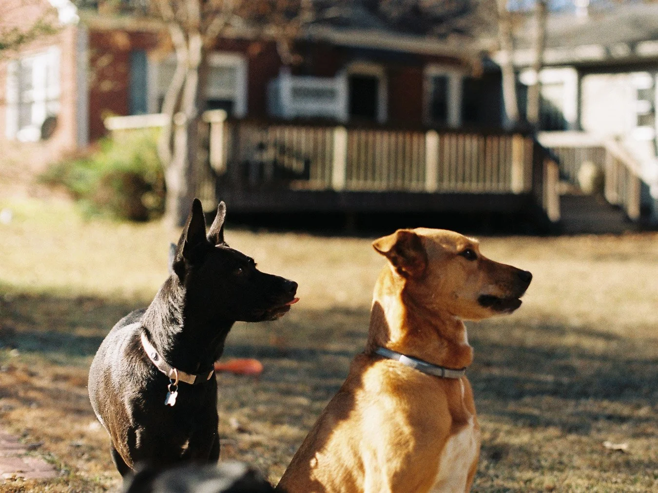 ▴ Playful Dogs near Grenada (Fuji 200)