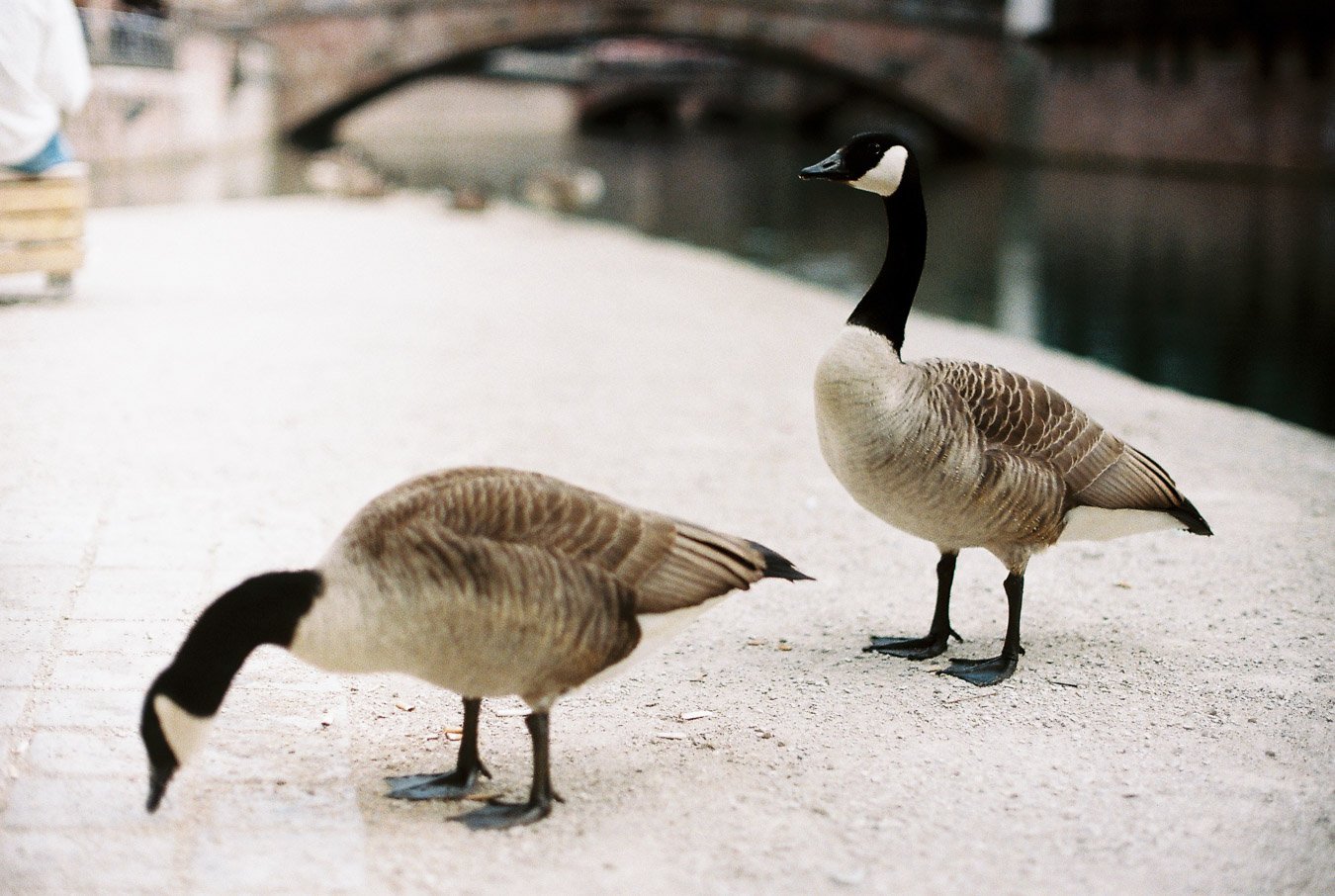 ▴ Geese Couple (Ultramax 400)