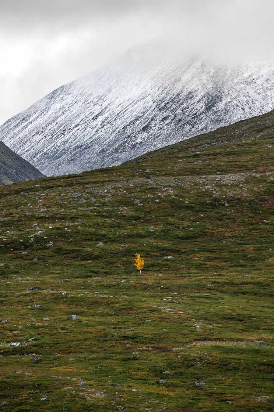 Lone mountain birch with golden-yellow autumn foliage contrasting against deep green meadows and distant snow-covered peaks, captured along the Kungsleden Trail near Abisko in Swedish Lapland, Sweden.