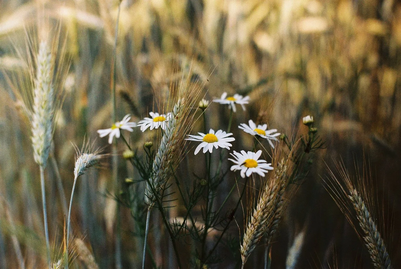 ▴ Common Daisies II (ProImage 100)