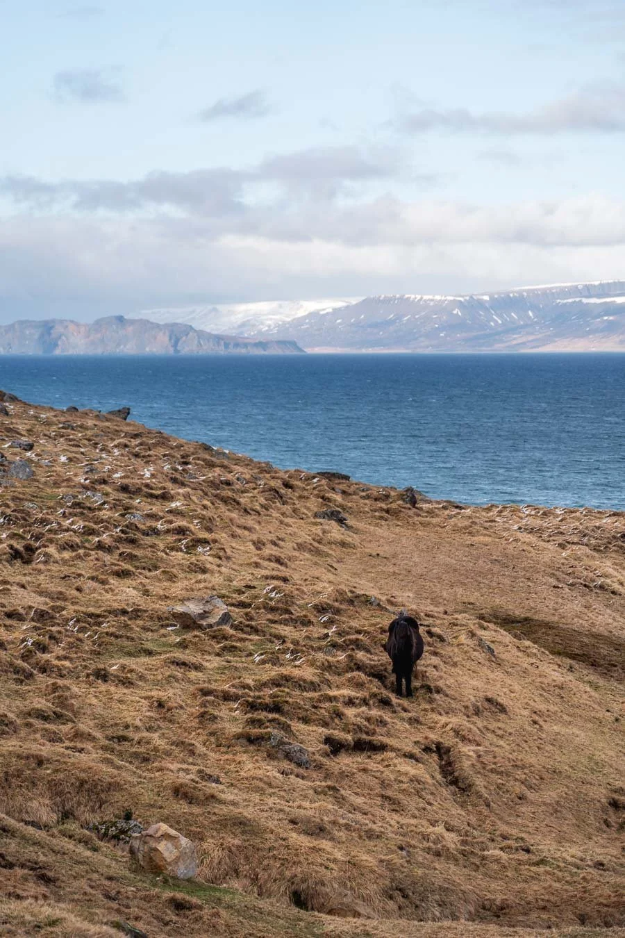 An Icelandic horse grazing on a grassy hillside with the ocean and distant snow-capped mountains in the background along Road 745 in North Iceland.