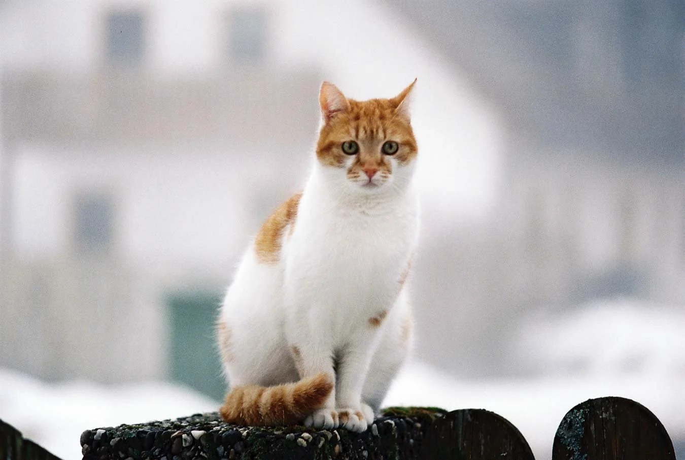 ▴ Portrait of Orange Cat (Vision3 500T) 