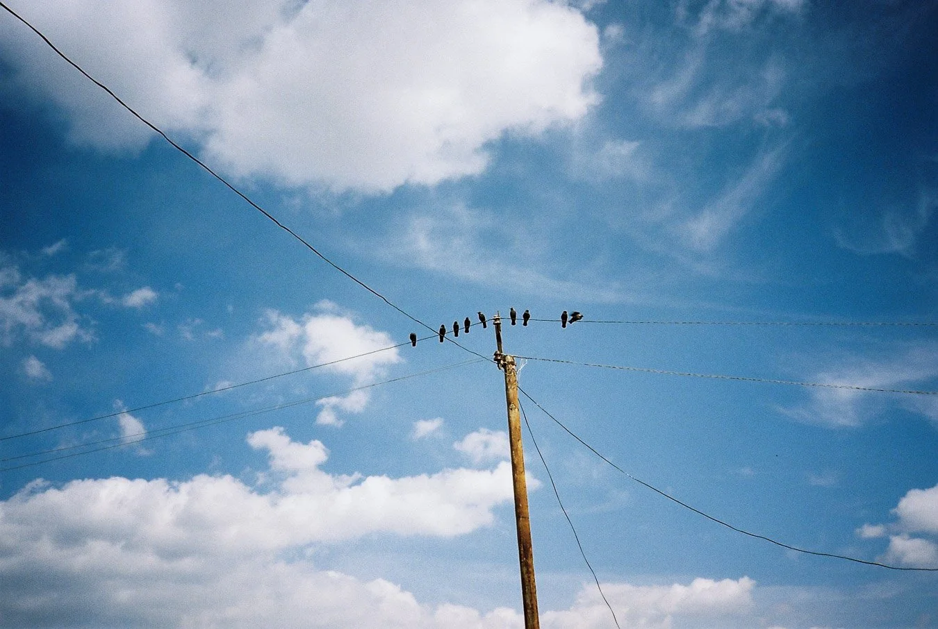 ▴ Short Rest for Migratory Birds (Vision3 250D)