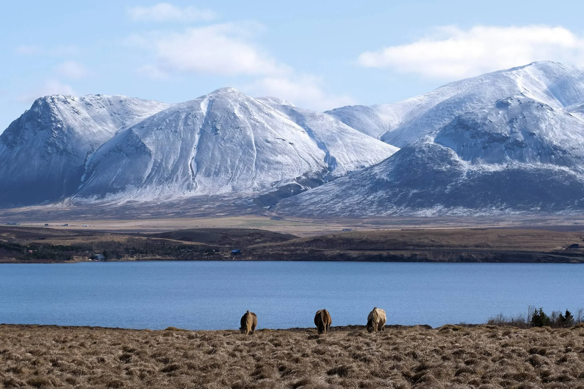 Horses grazing on a grassy field with a lake and snow-covered mountains in the background, capturing the essence of Iceland's natural charm.