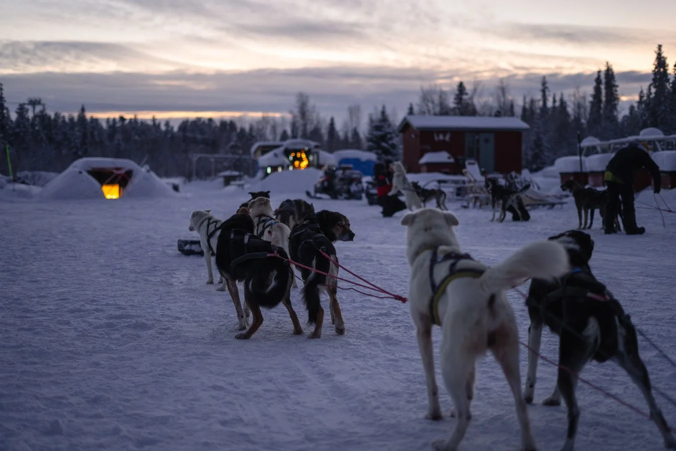 Team of sled dogs preparing for a tour at sunset near Kiruna in Swedish Lapland during the early afternoon winter light.