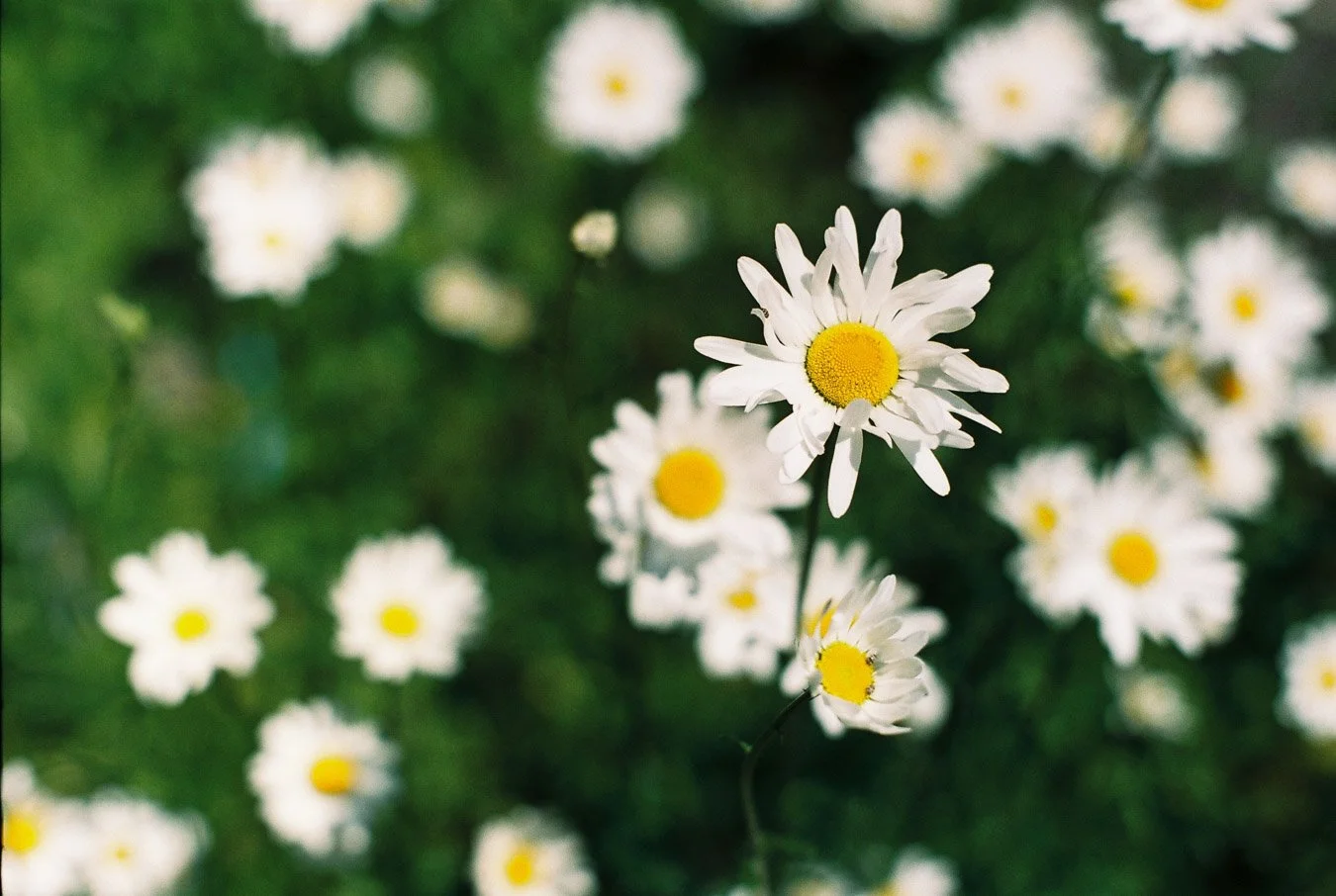 ▴ Common Daisies (Portra 400)