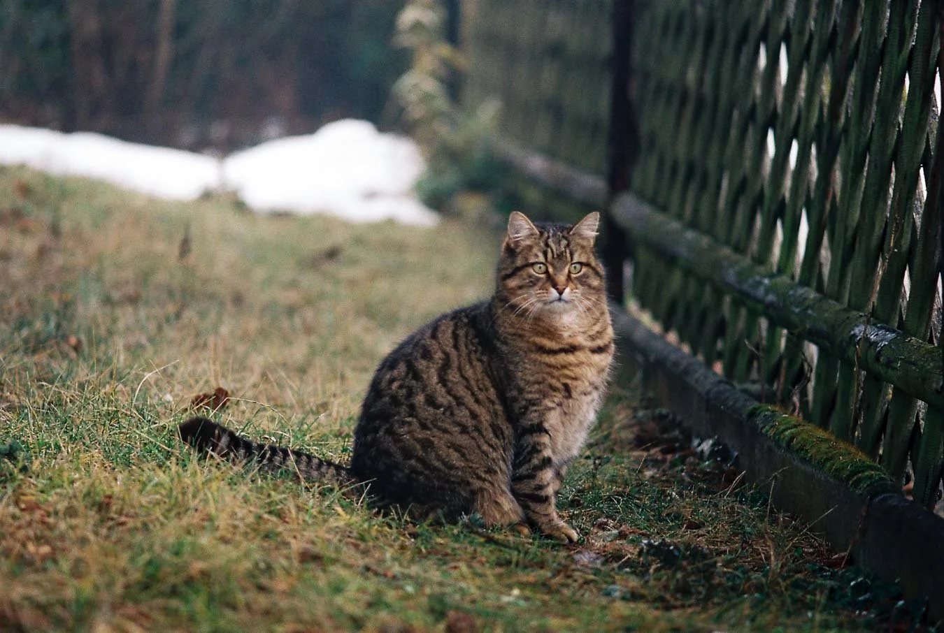 ▴ Vigilant Tomcat (Vision3 500T) 