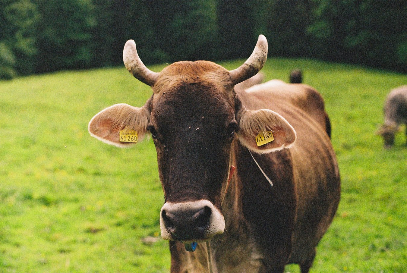 ▴ Curious Brown Cow (Fuji 200)