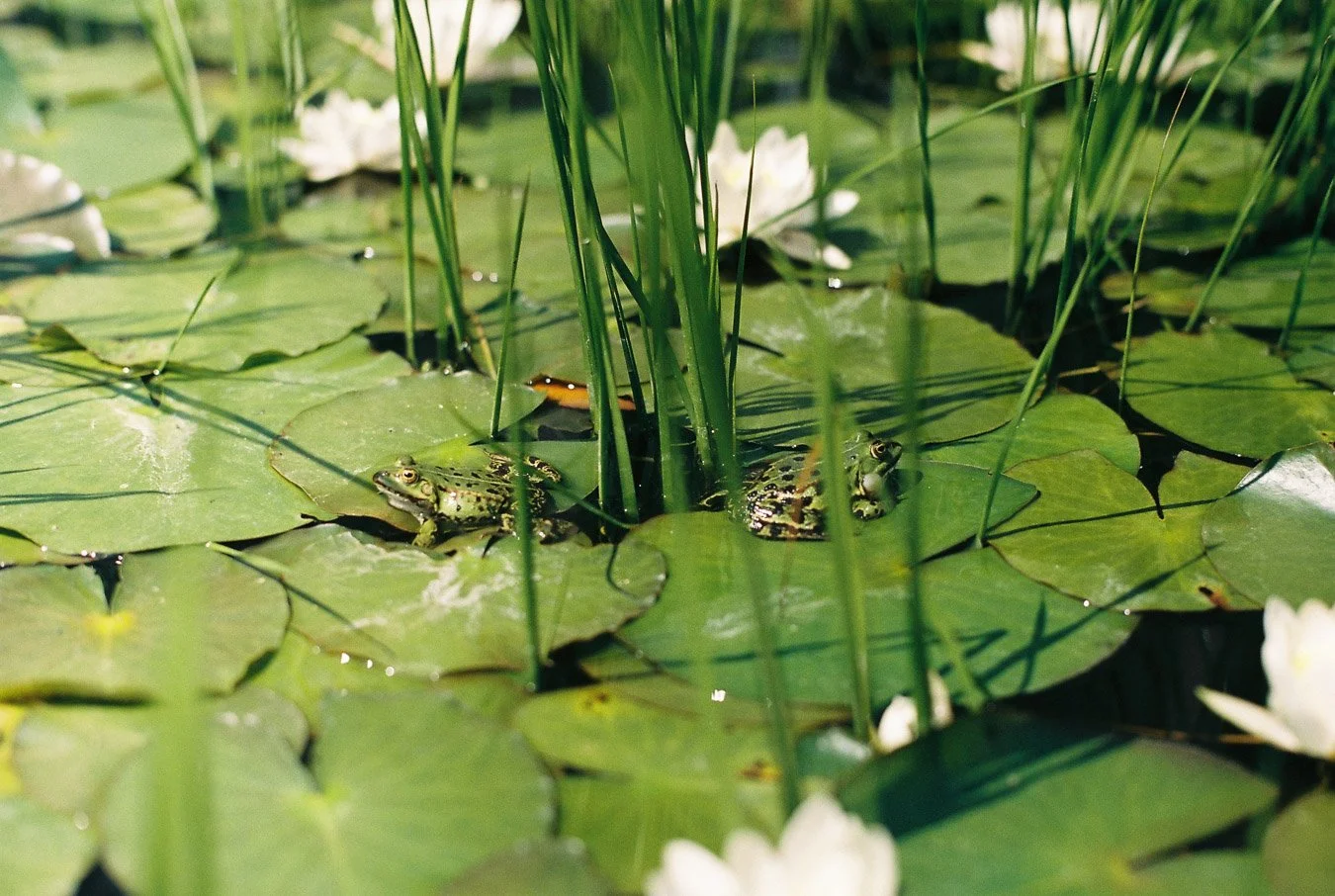 ▴ Frogs on Water Lilies (Portra 400)