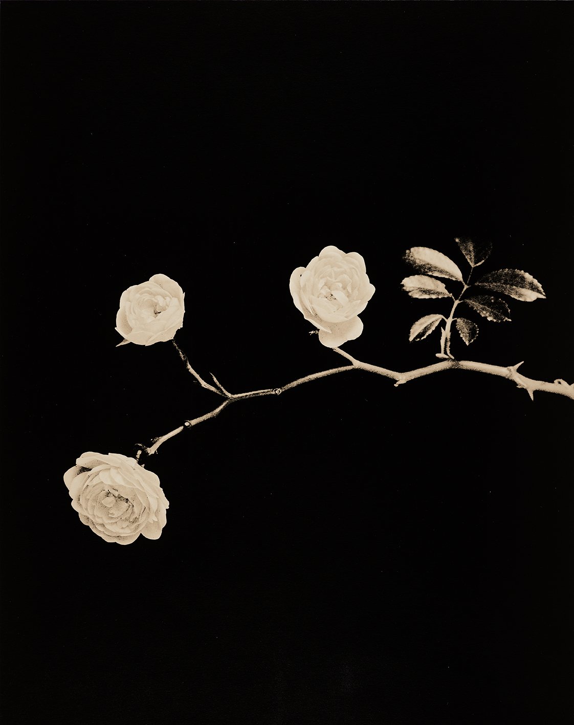 Das Prinzip der Blüte No 1342, 2025