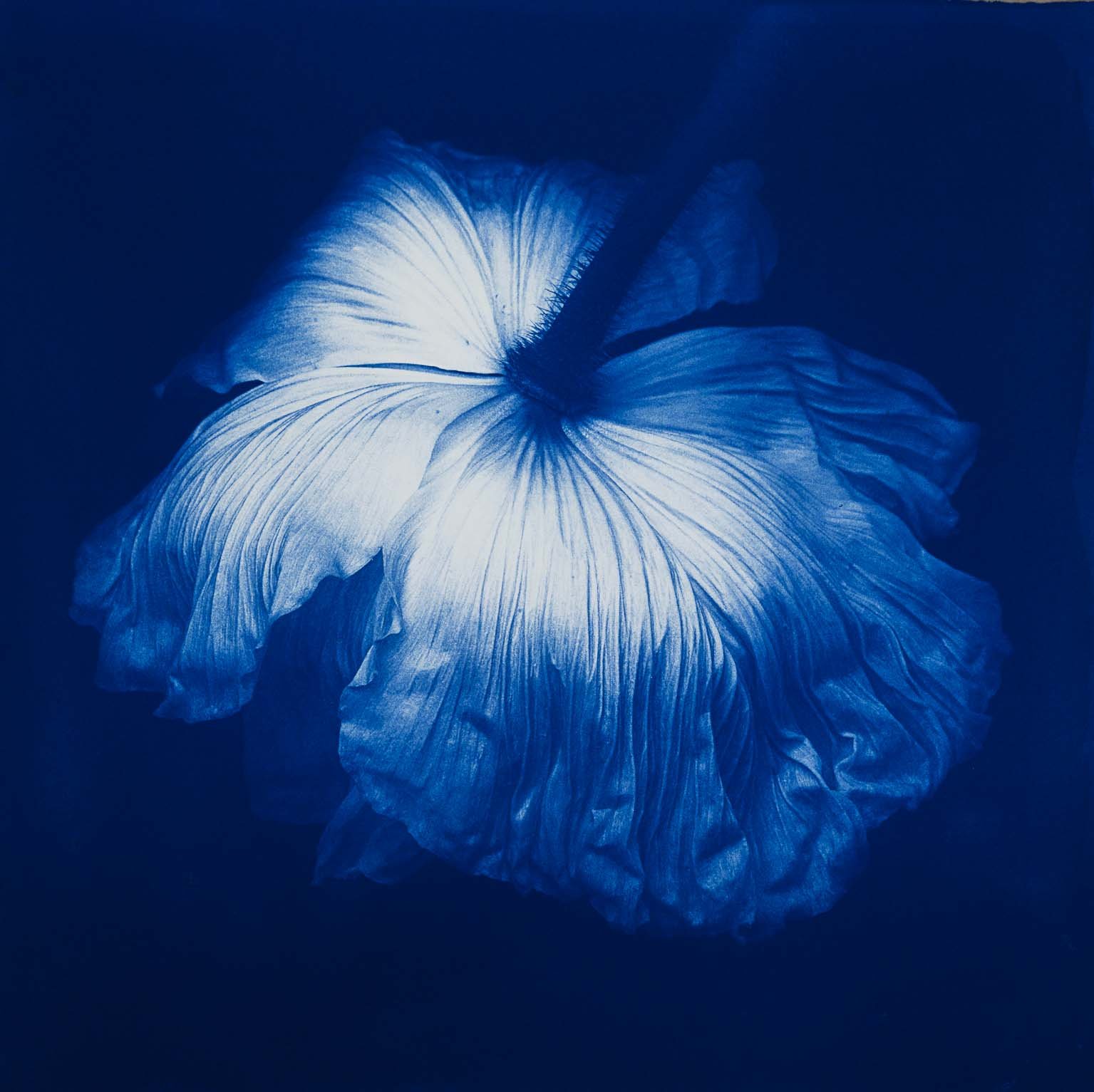 Rosalind Hobley: Poppy II 2024,