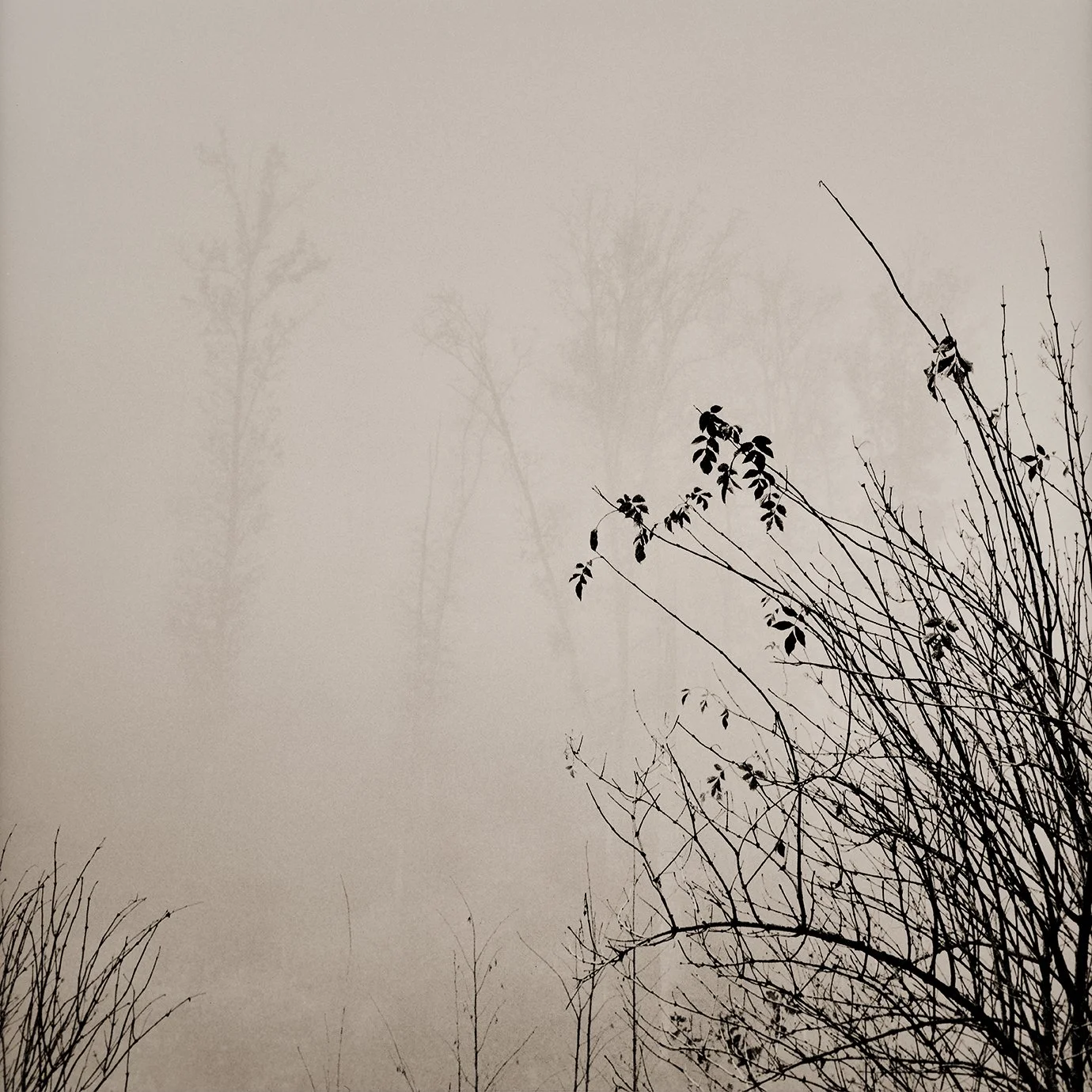 Waldungen No 1376/01, 2025