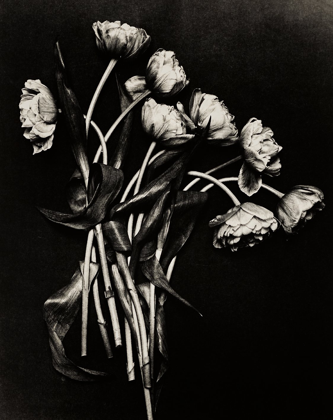 Das Prinzip der Blüte No 1292, 2025