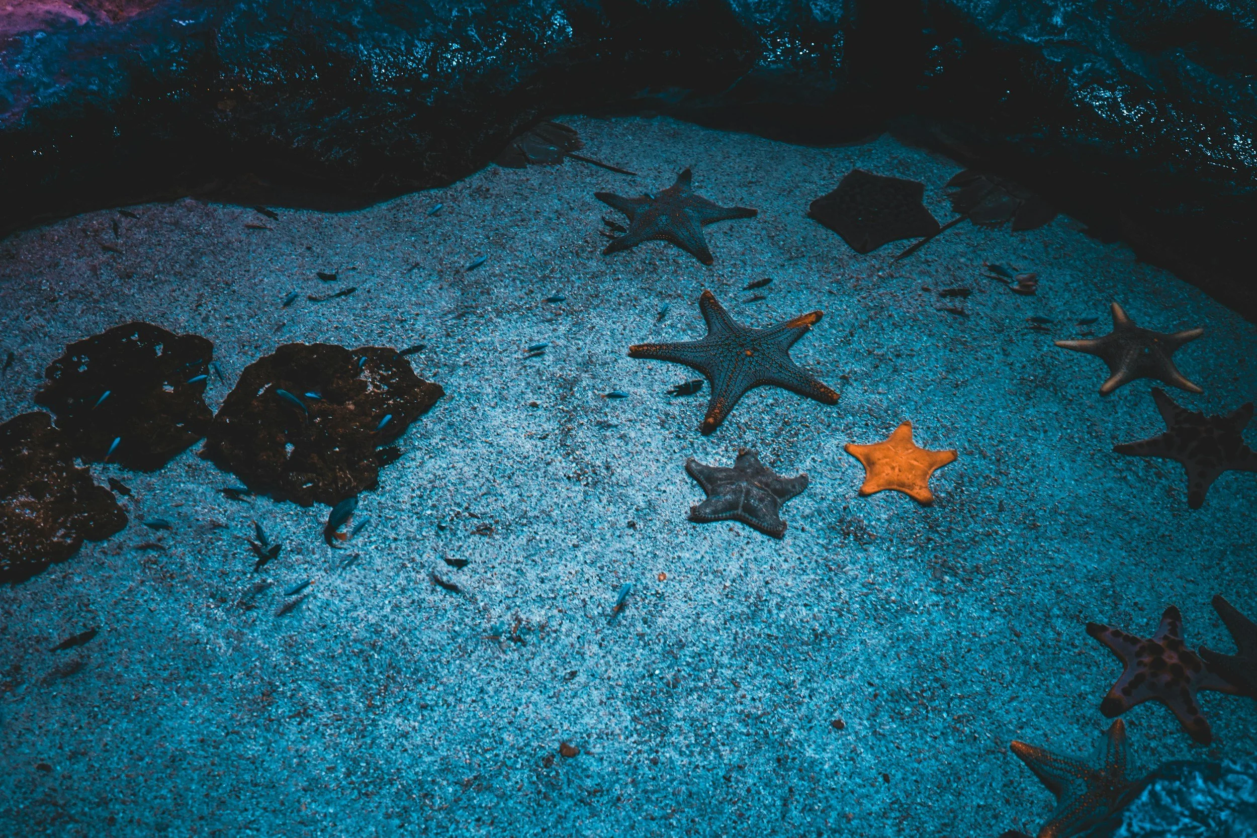 Starfish and small fish on sandy ocean floor, with rocks and dark water surrounding.