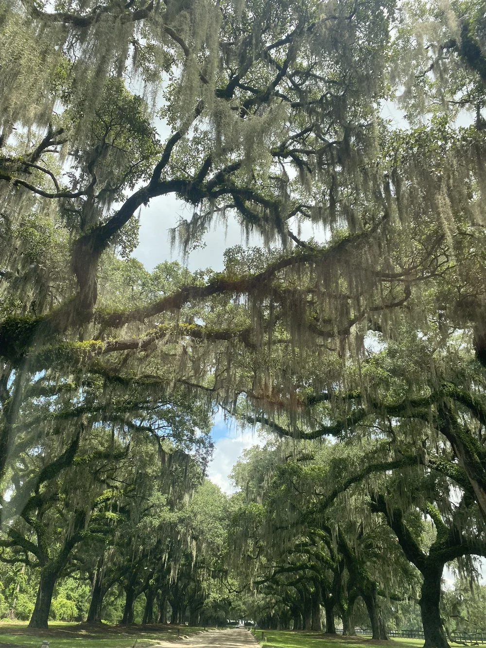 avenue-of-the-oaks-charleston-sc.jpeg