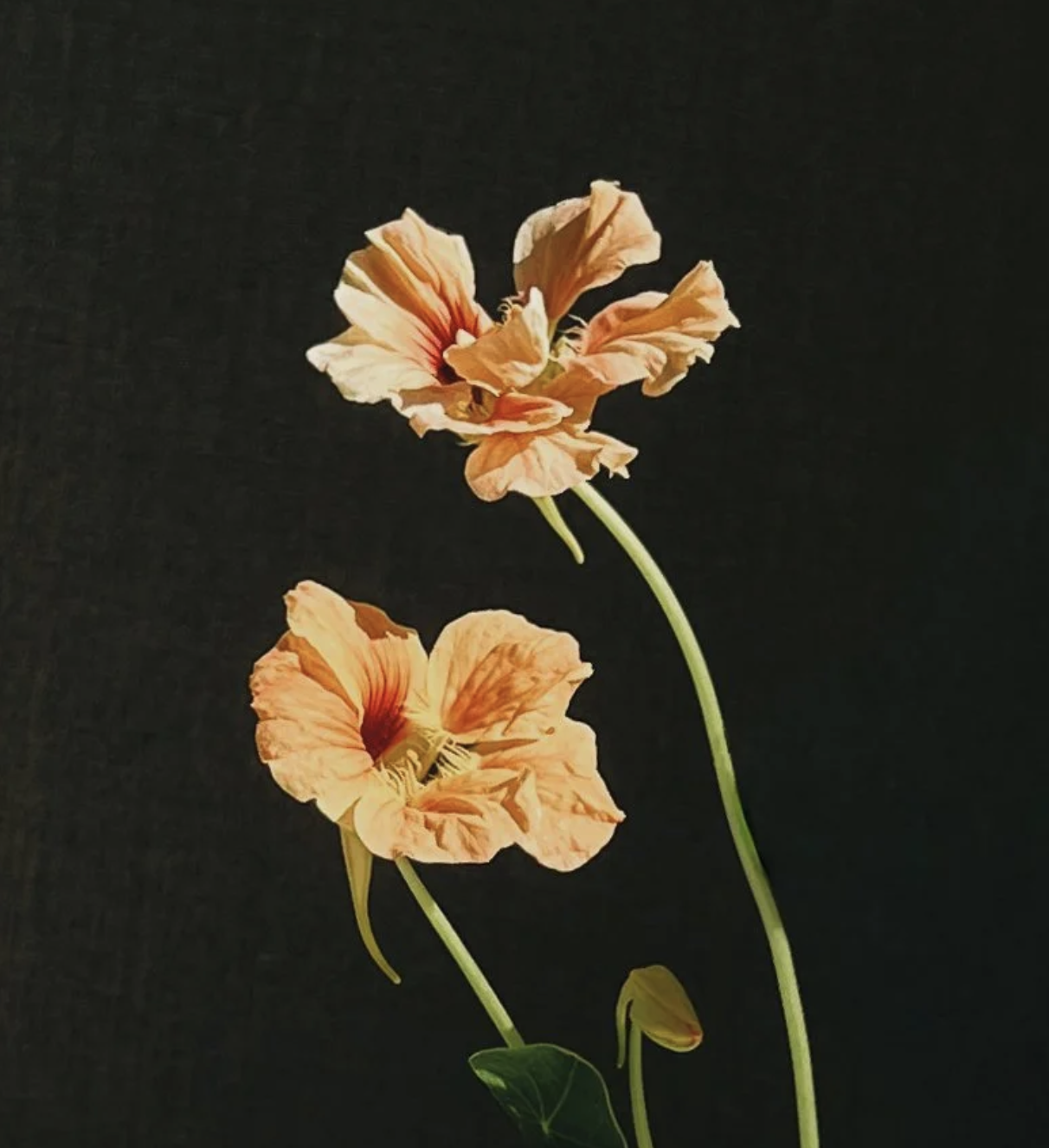 Floral Styling for Everyday