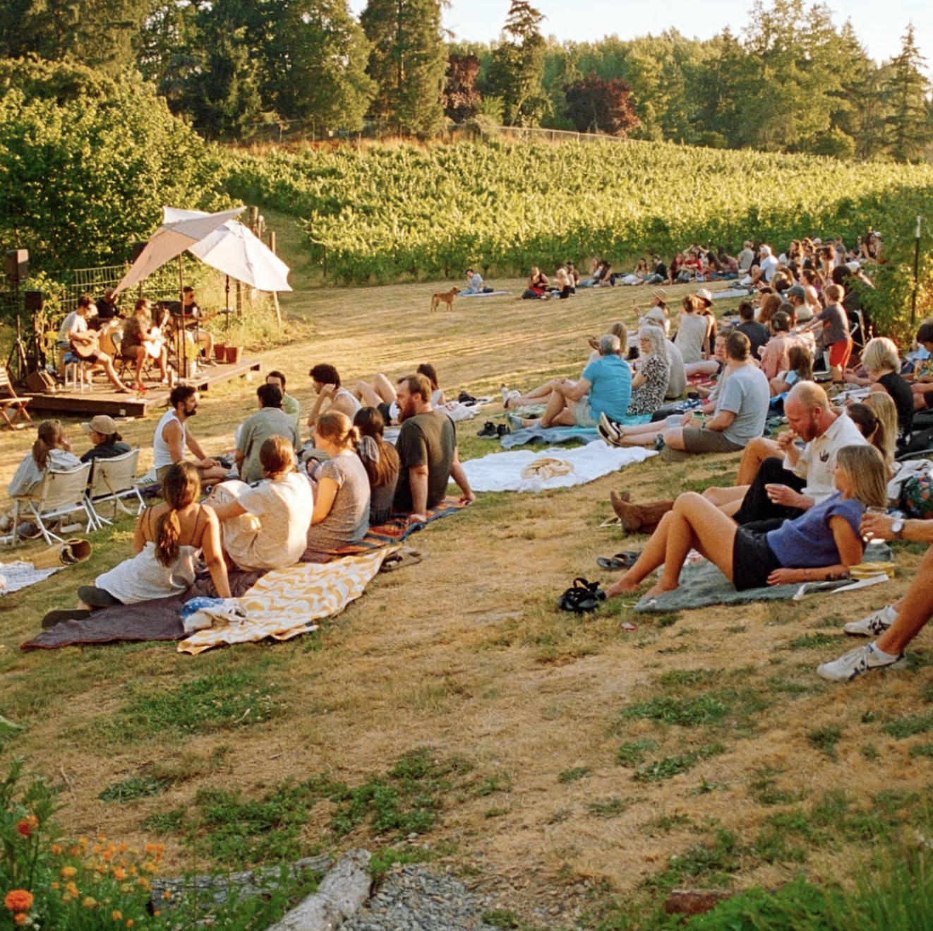 Summer Sounds: Surprise Guests on the WLC Front Lawn