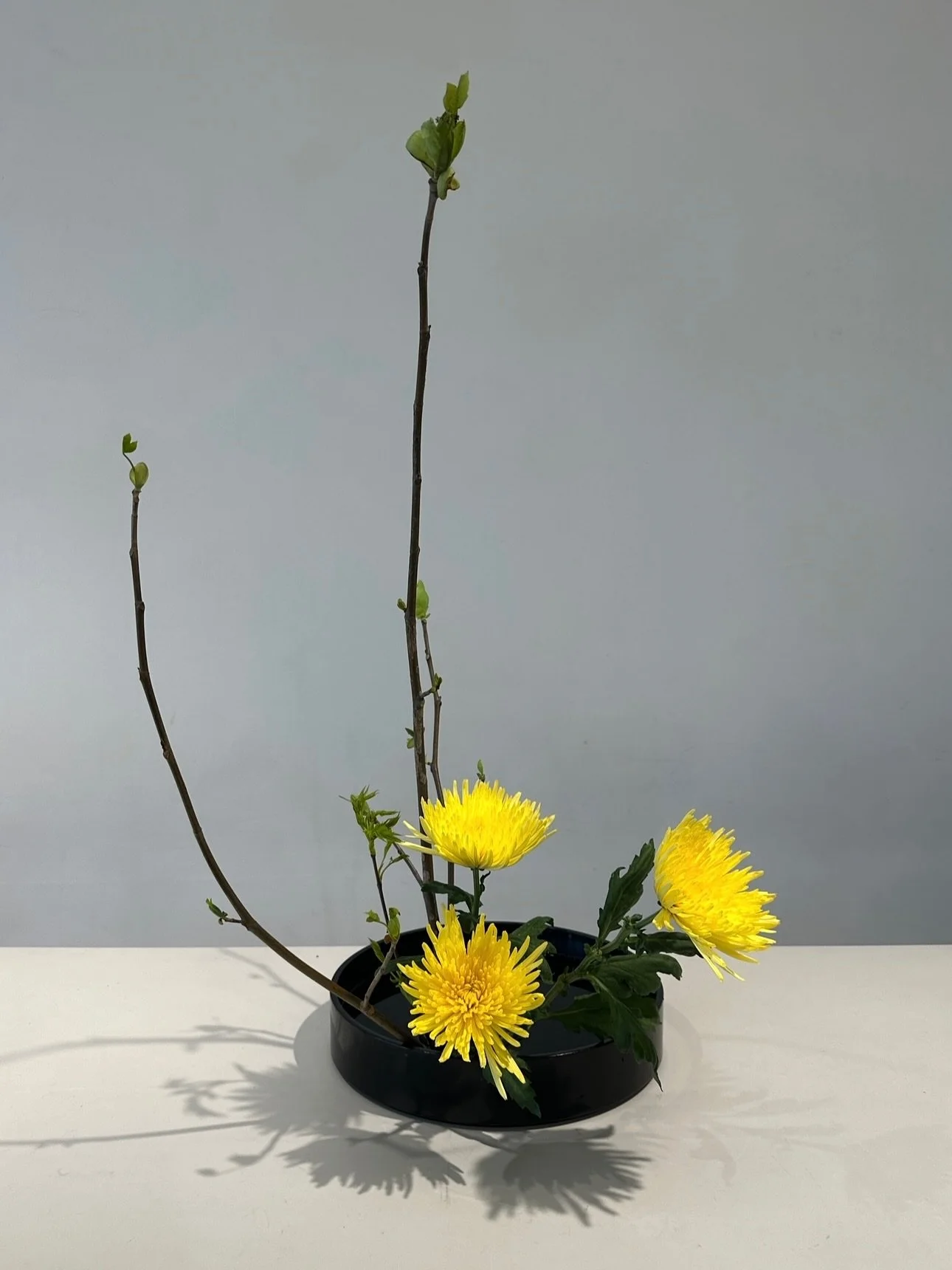 Ikebana basics class with @fooraku at @sogetsuwest 🍃 Looking forward to applying the techniques learned to my future arrangements ☺️