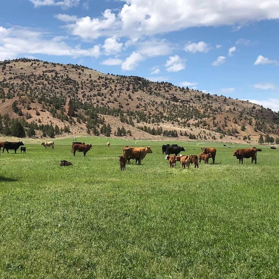 vaquero cows 2.jpg