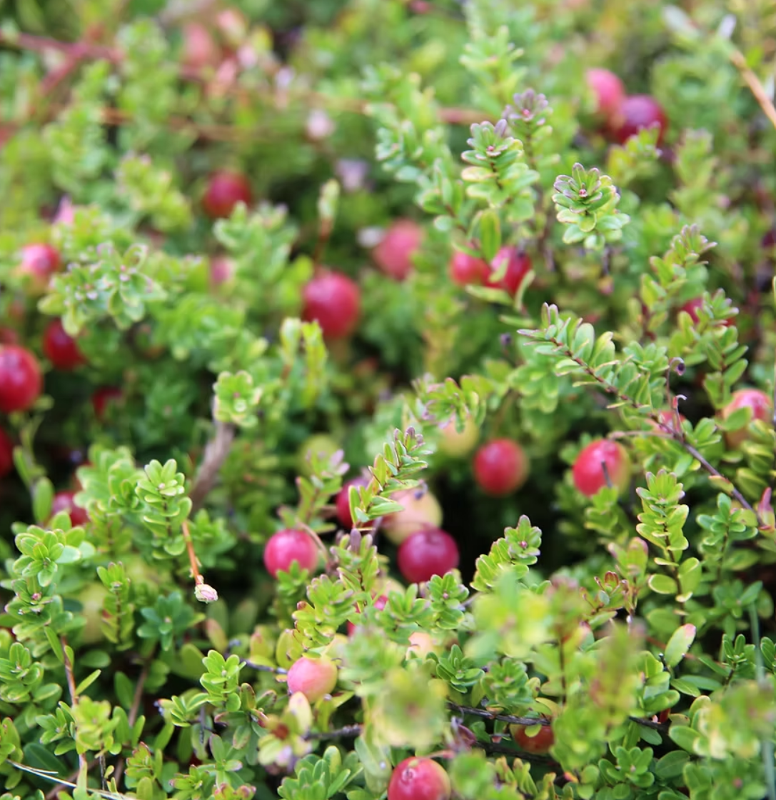 cranberries.png