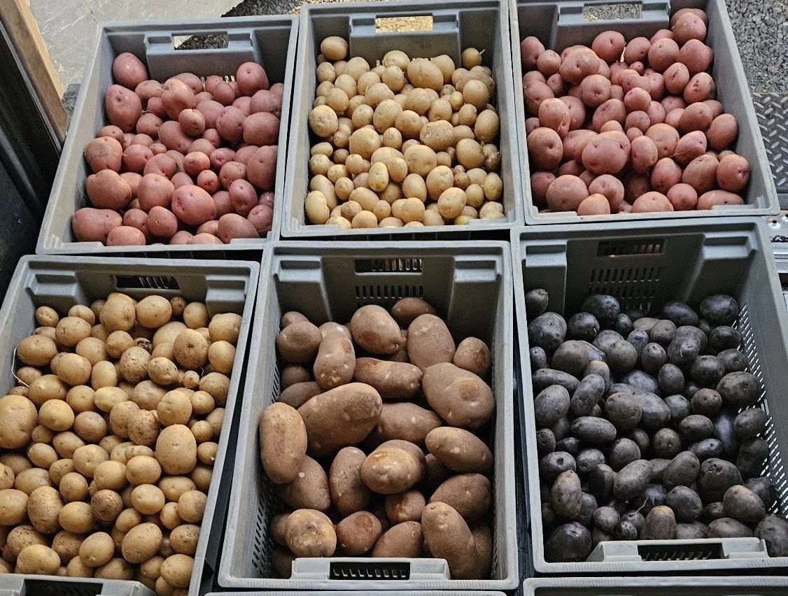 potatoes 2026.jpg