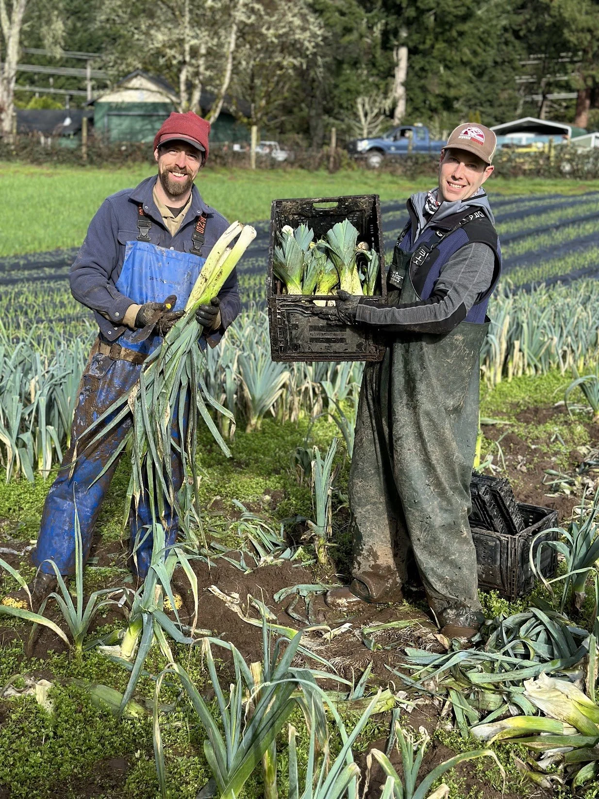 Leeks_1.jpg