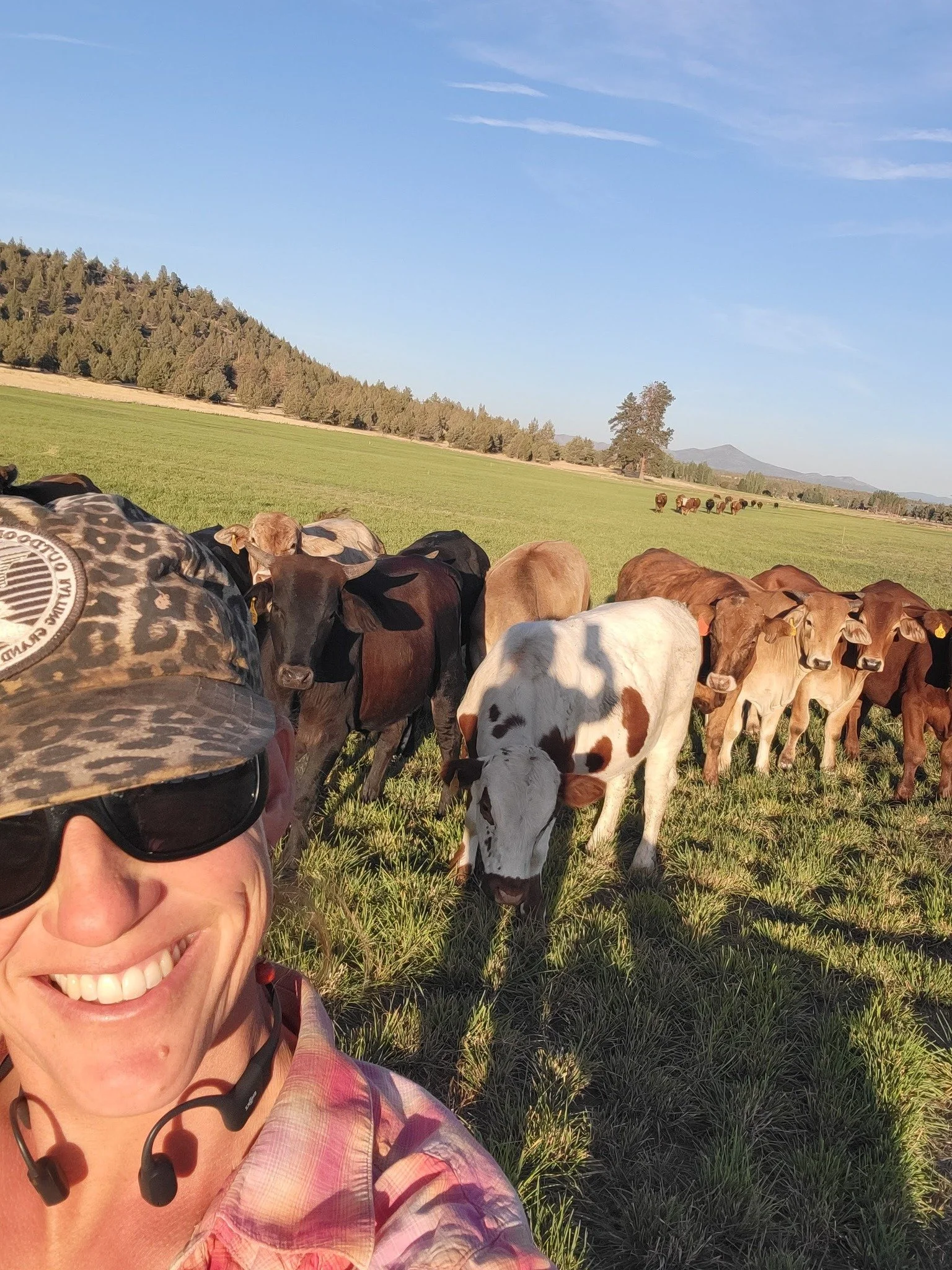 rainshadow cows.jpg