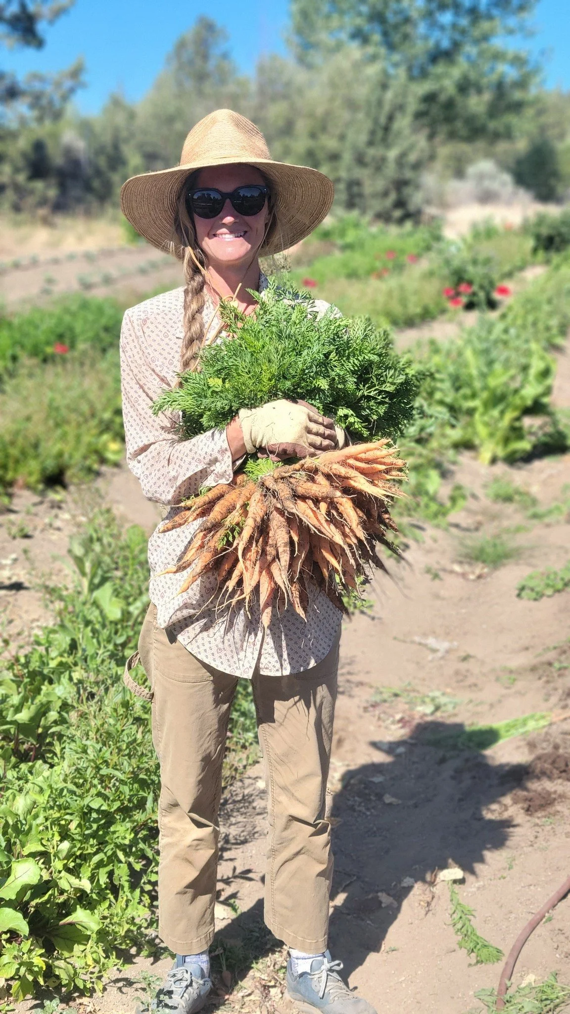 rainshadow carrot.jpg