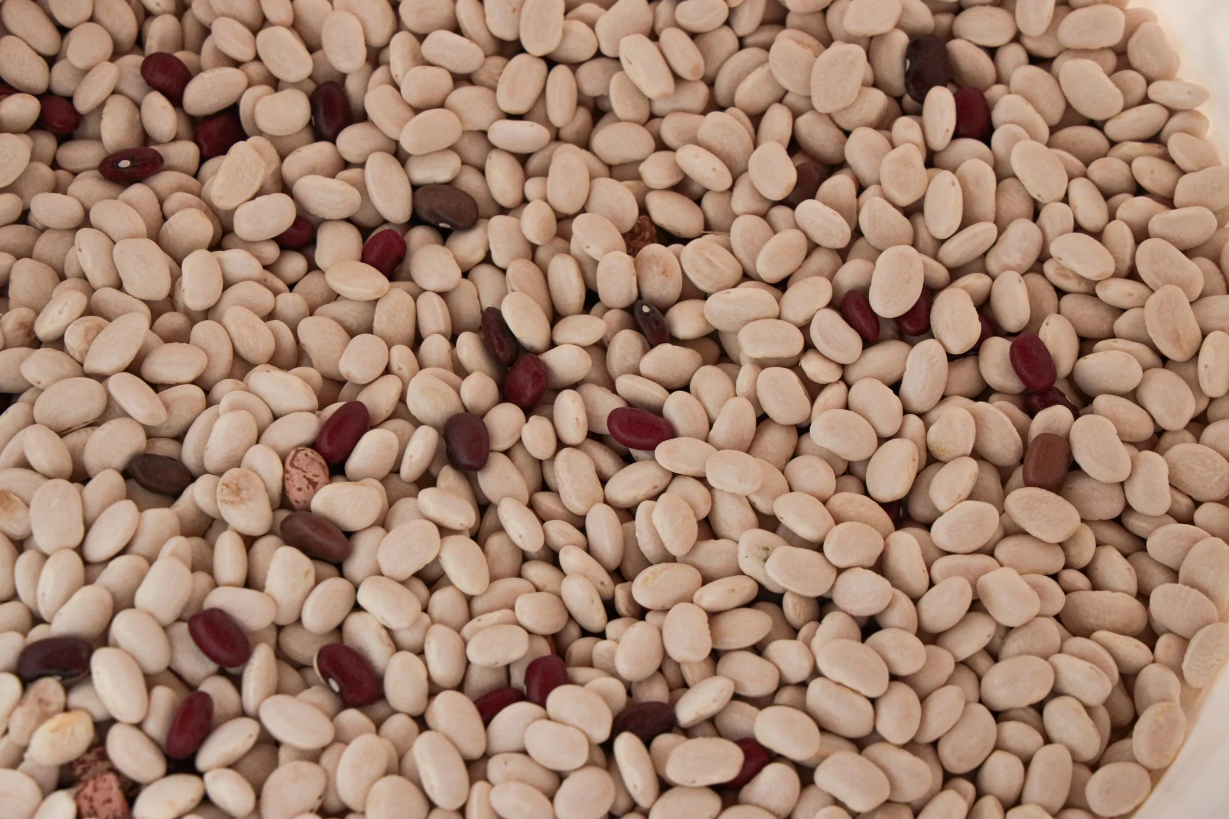 Variety Beans (Northern White) (1).jpg