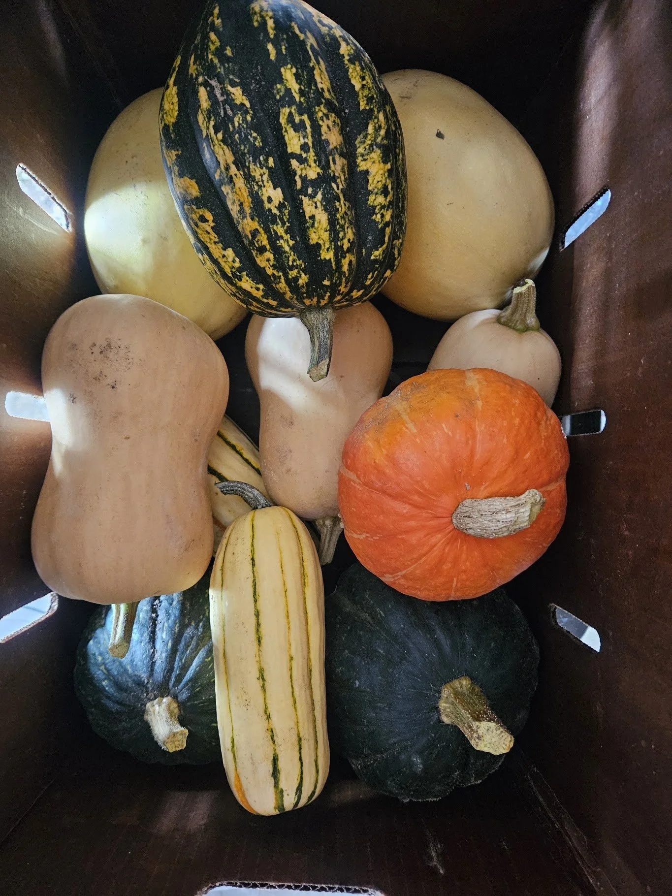 boundless winter squash box.jpg