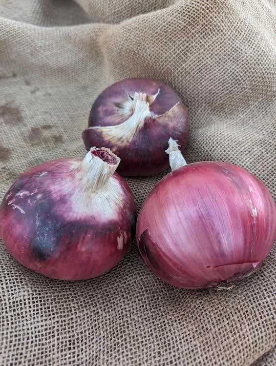 Red Onion.jpg