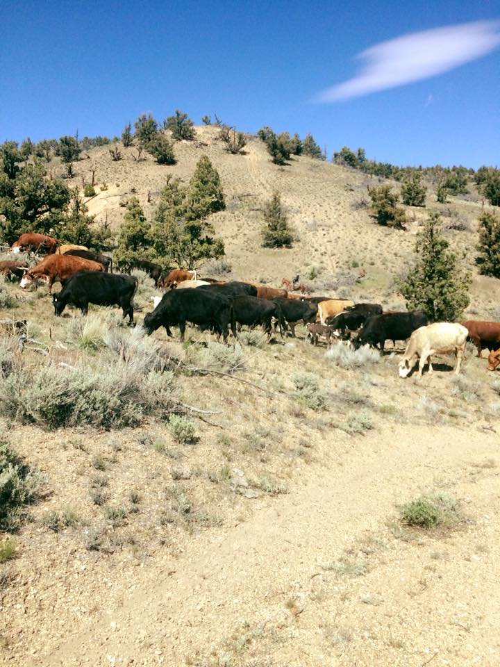 vaquero cows 3.jpg