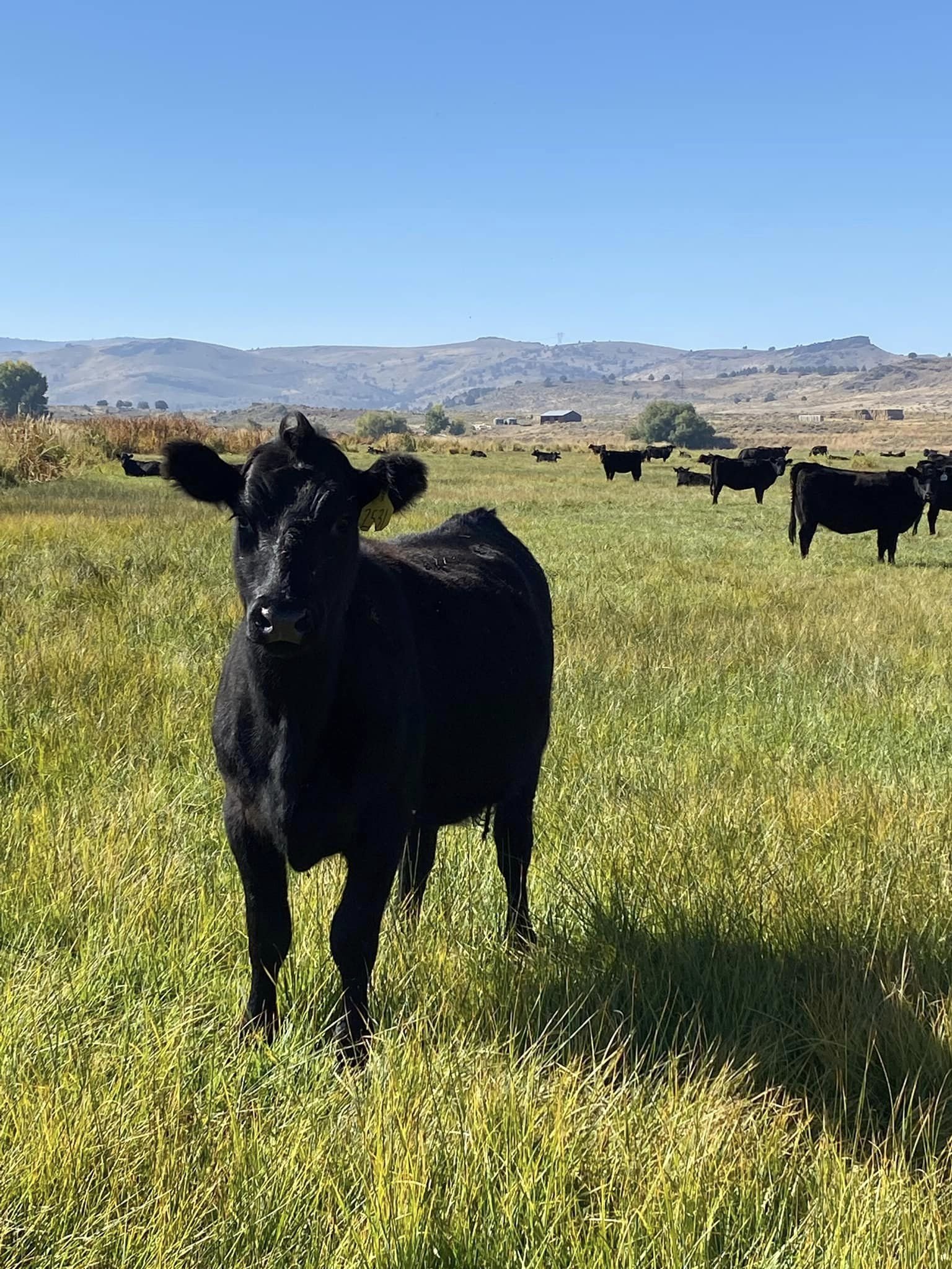 vaquero cows.jpg