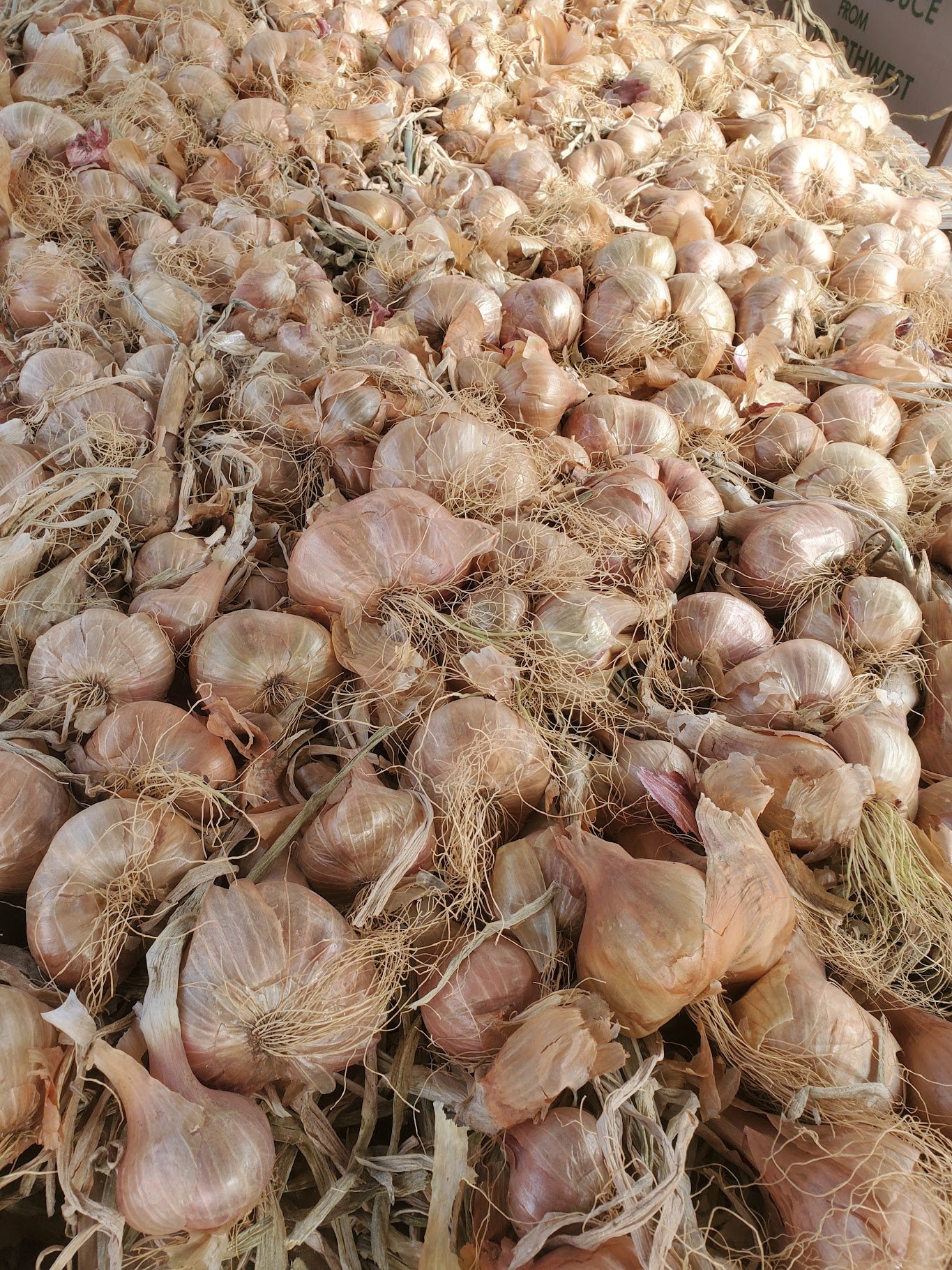 boundless shallot.jpg