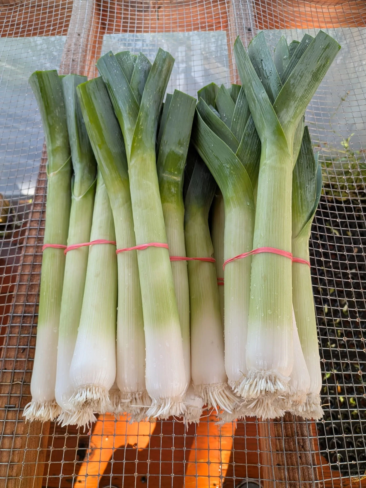 10lb Leek.jpg