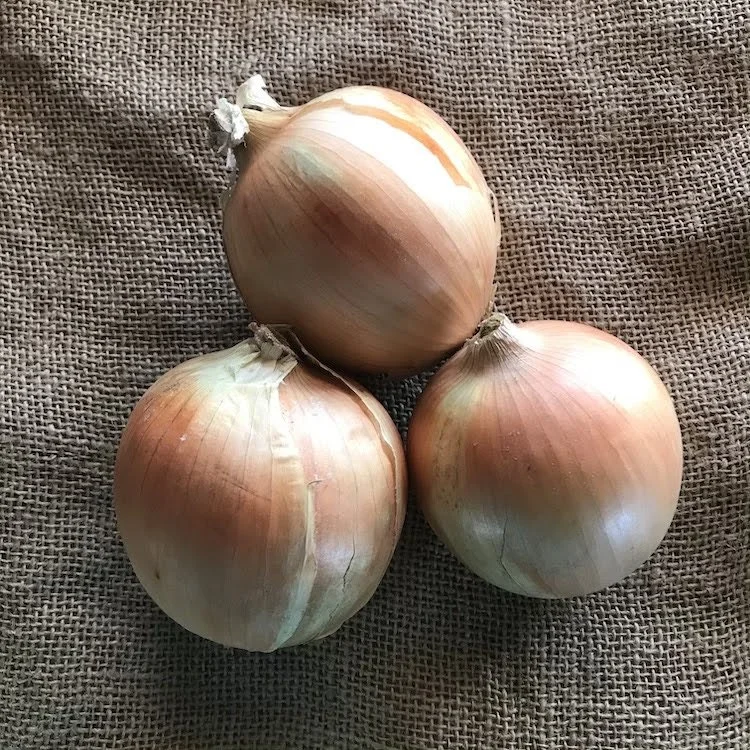 Onion-Yellow (1).jpeg