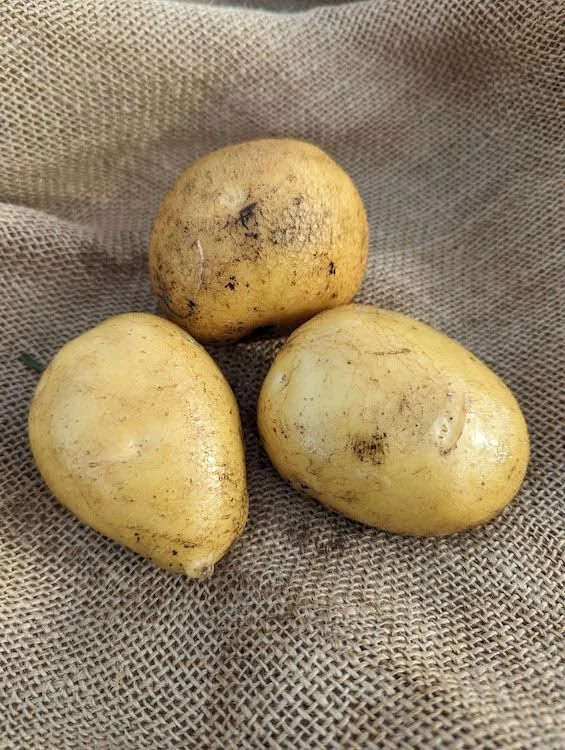 German Butterball.jpg