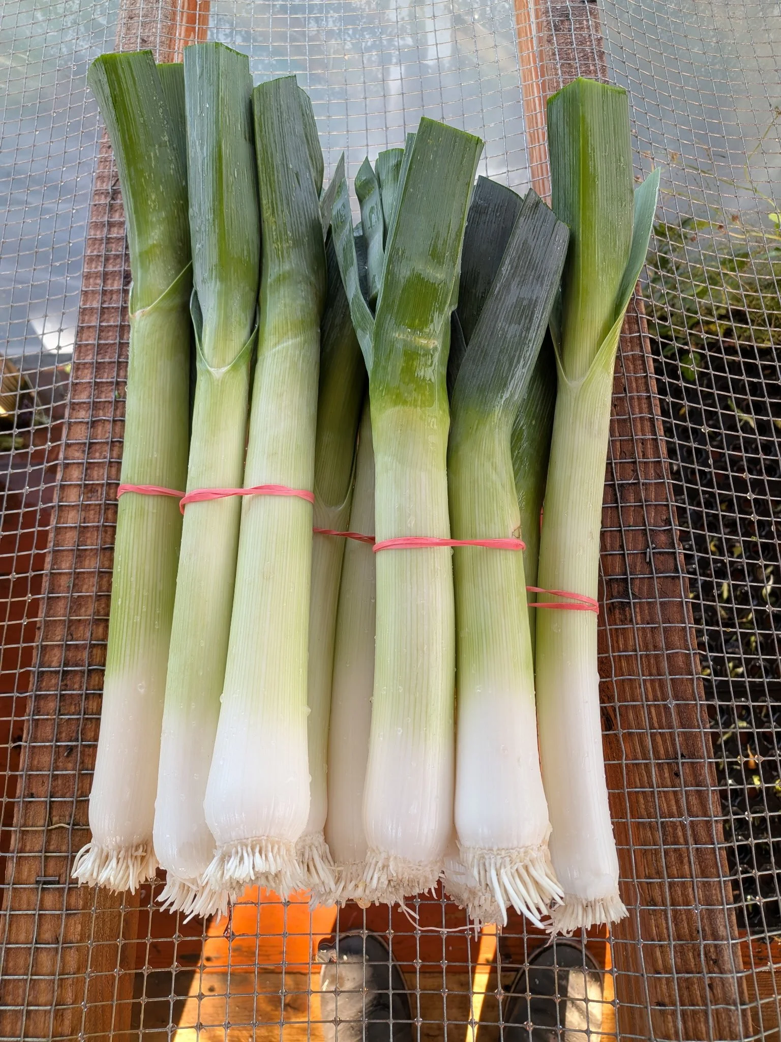 5lb Leek.jpg
