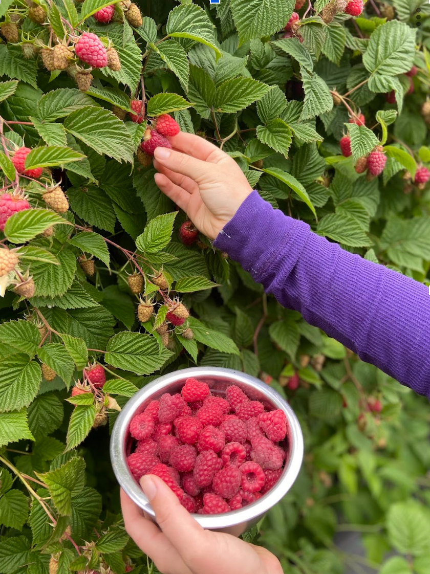 upriver raspberries.png